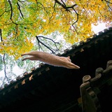 撸猫社 - Telegram Channel