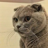 cat mood 🐾 - Telegram Channel cat mood 🐾 - Telegram Channel