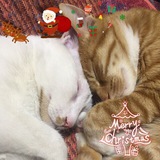 每日无数猫 - Telegram Channel