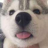 每日無數汪 - Telegram Channel 每日無數汪 - Telegram Channel