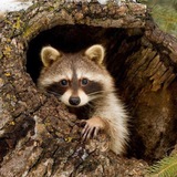 树洞 - Telegram Channel